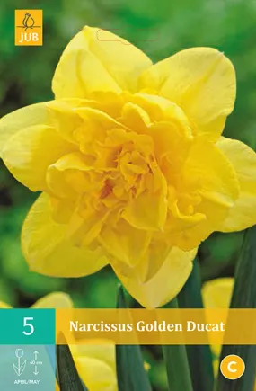 Narcissus Golden Ducat 5st.